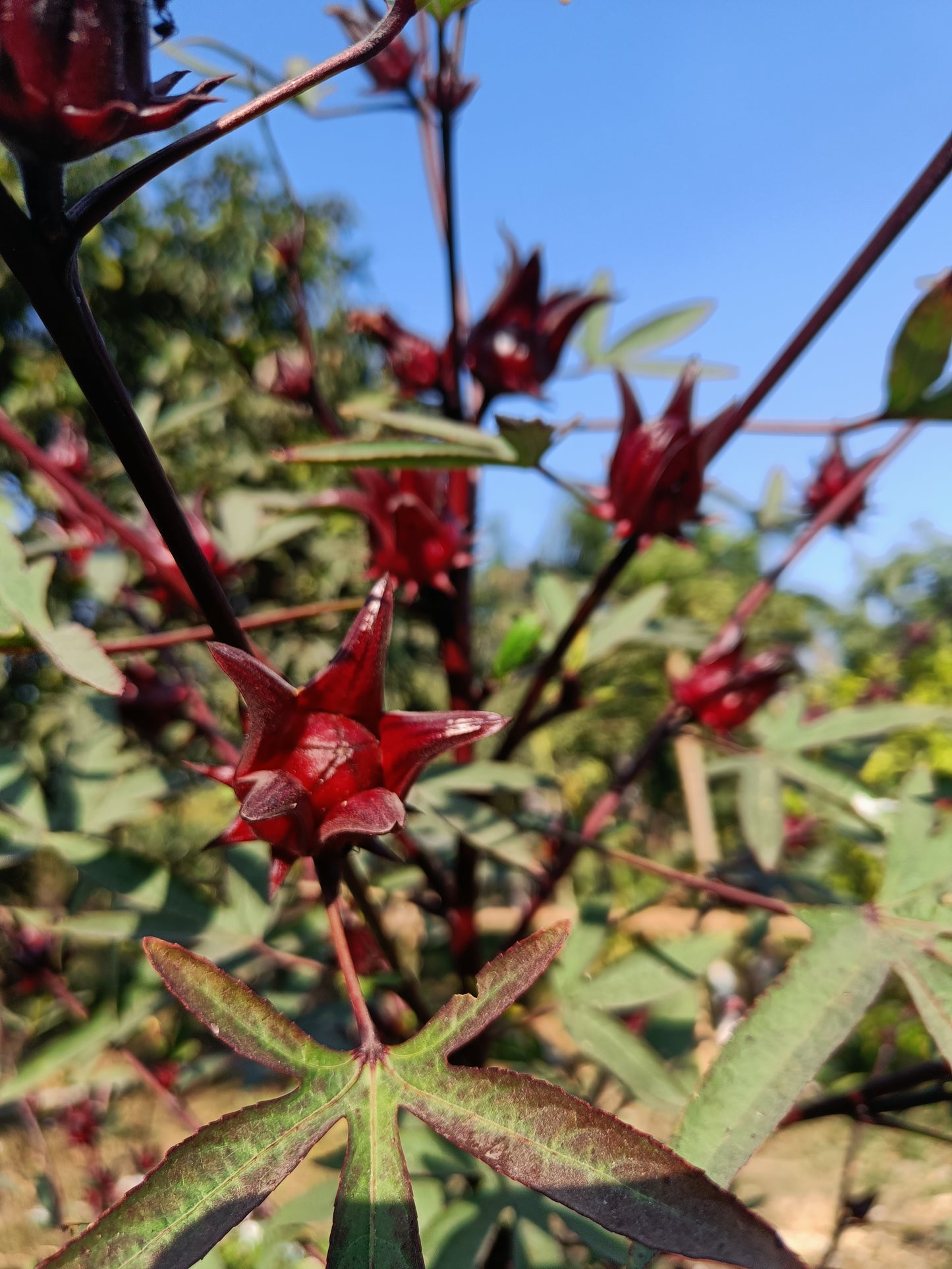 Rosella Seeds