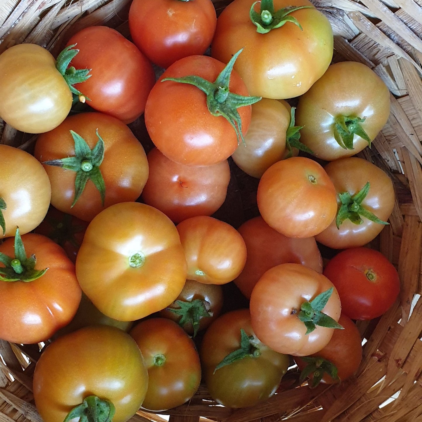 Tomato Seeds