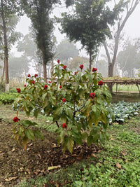 Sindoor Teeka Seeds