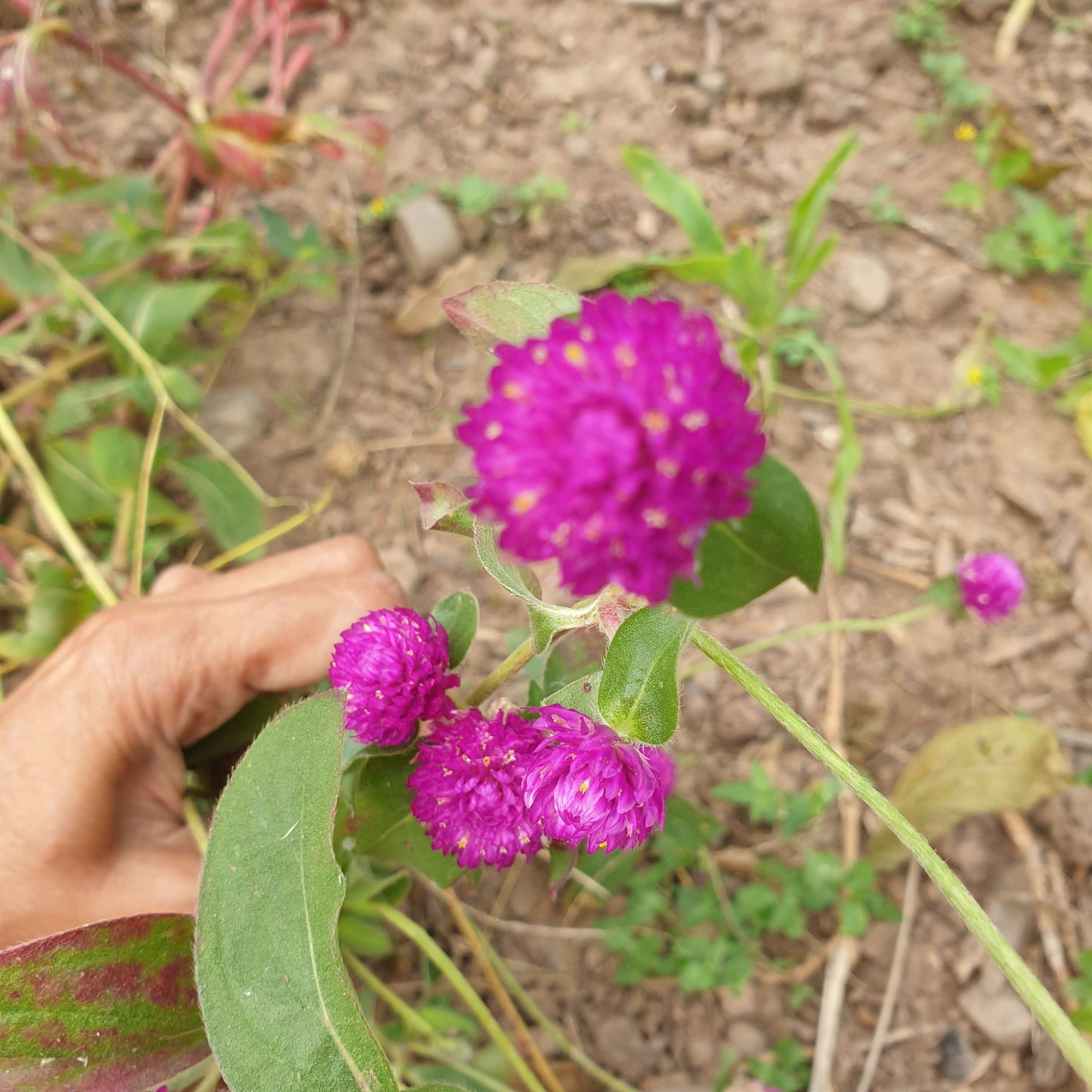 Gomphrena Seeds