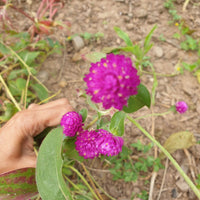 Gomphrena Seeds