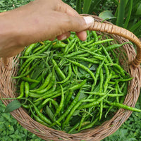 Chilli Seeds
