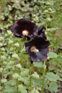 Hollyhock Seeds
