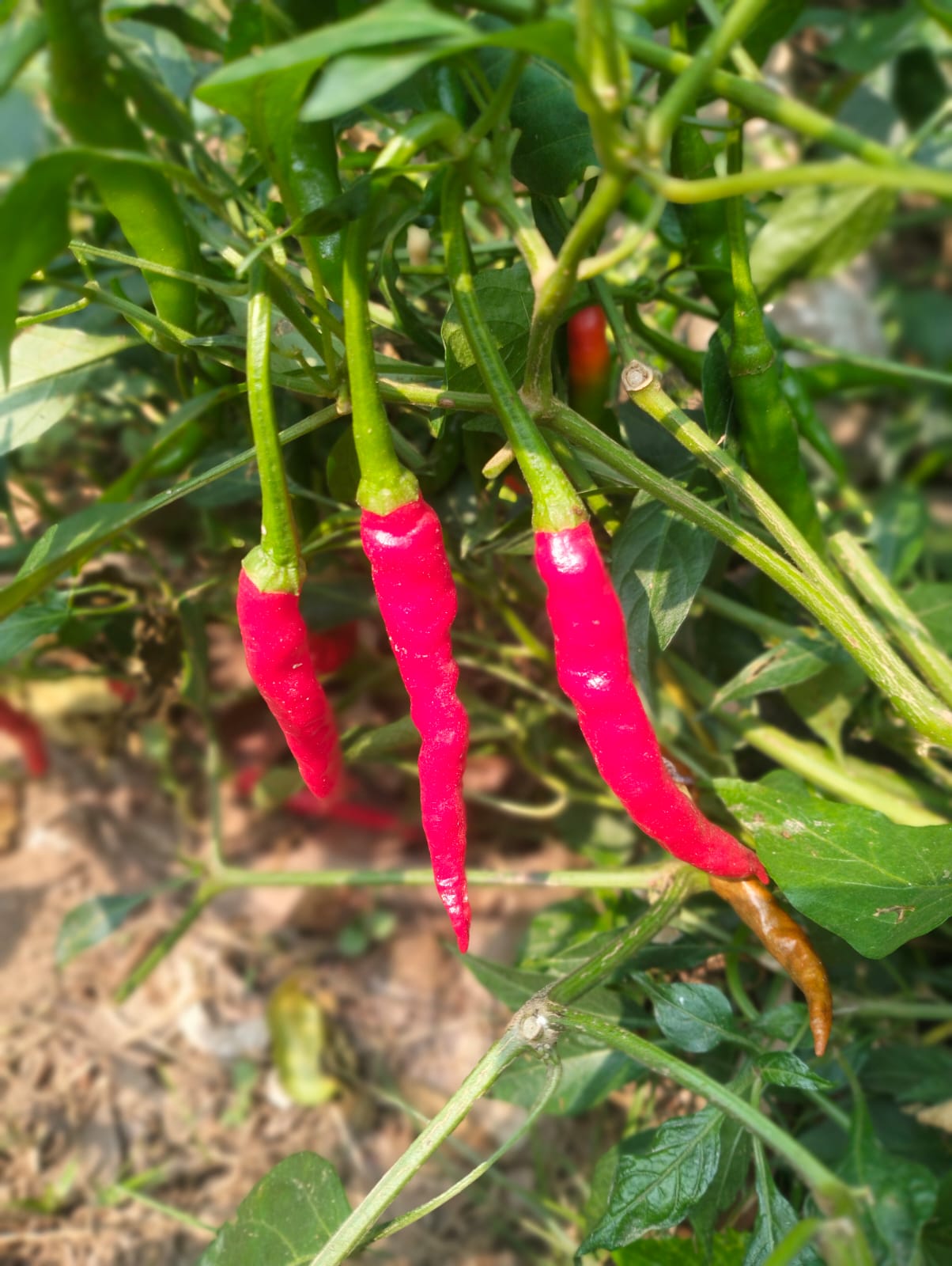 Chilli Seeds