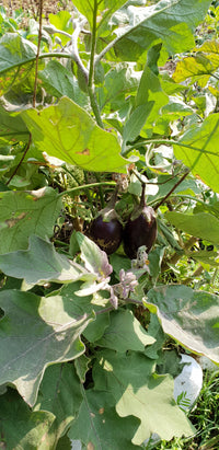 Brinjal seeds