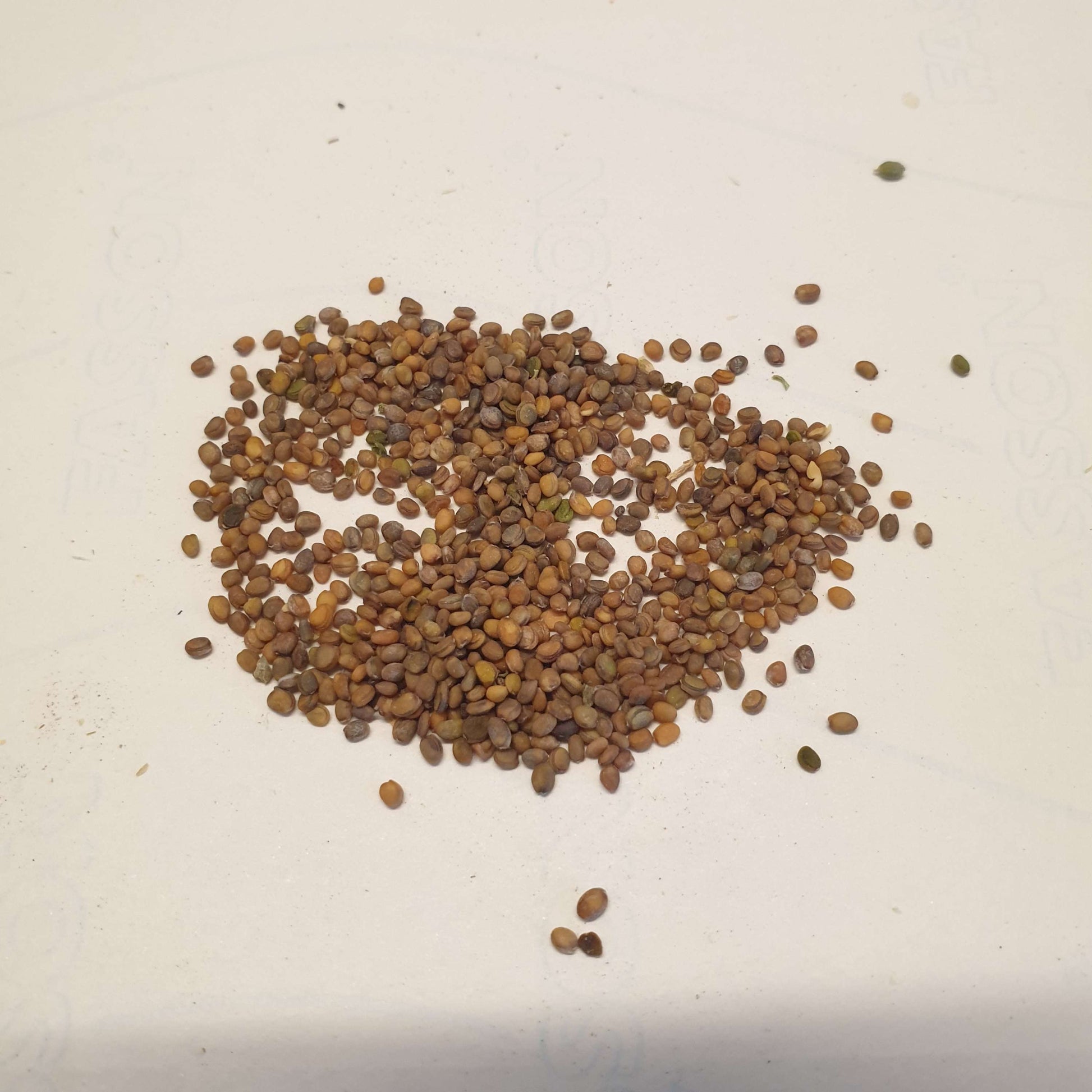 Rocket (Arugula) Seeds