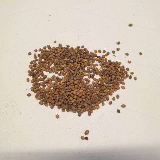 Rocket (Arugula) Seeds