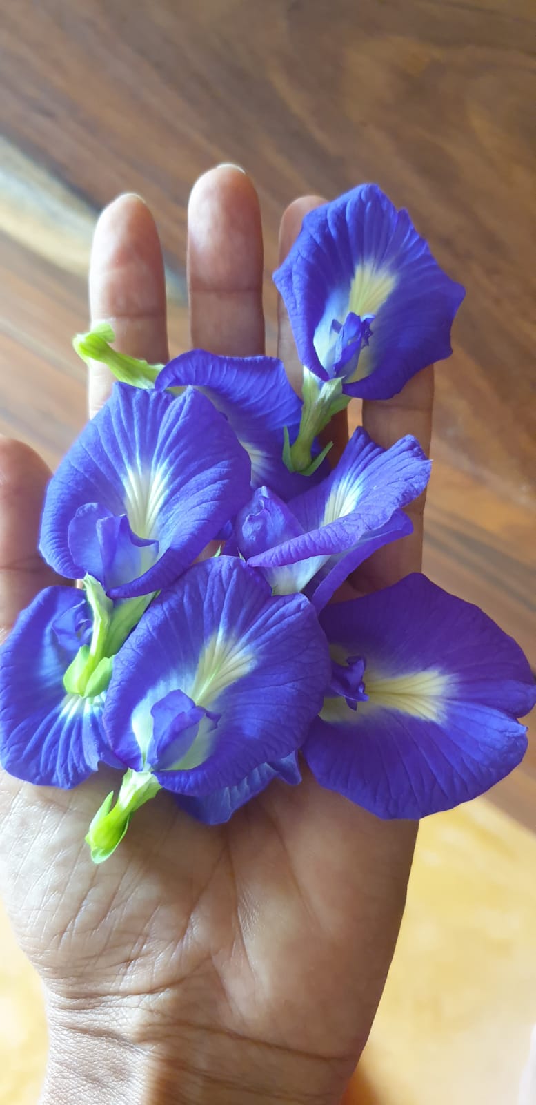 Blue Pea Flower | Aparajita Seeds