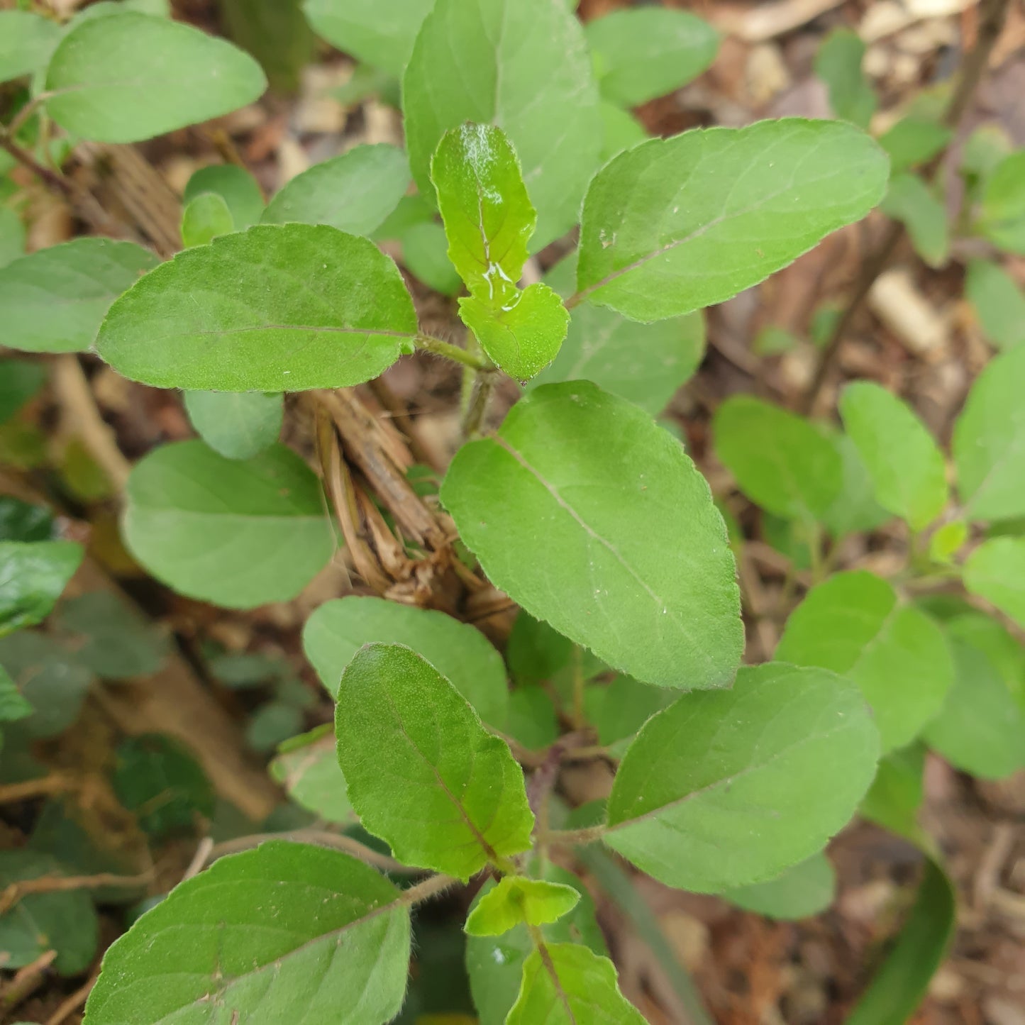 Holy Basil Seeds
