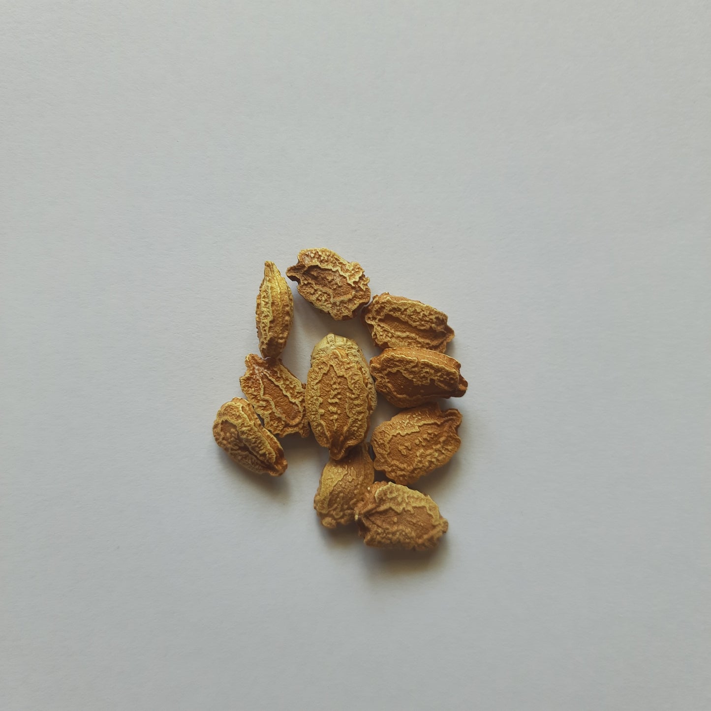 Bitter Gourd (Karela) seeds