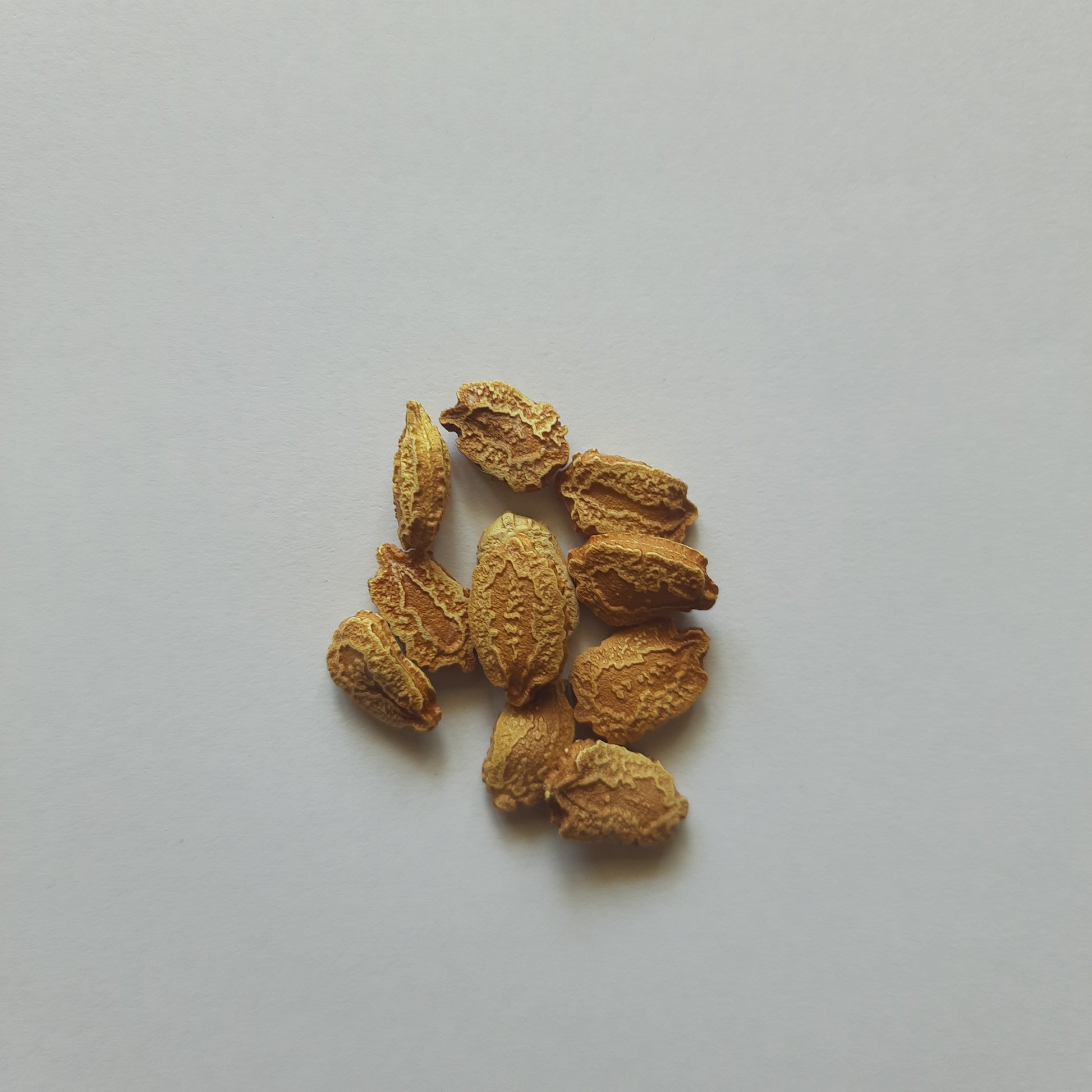 Bitter Gourd (Karela) seeds
