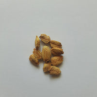 Bitter Gourd (Karela) seeds