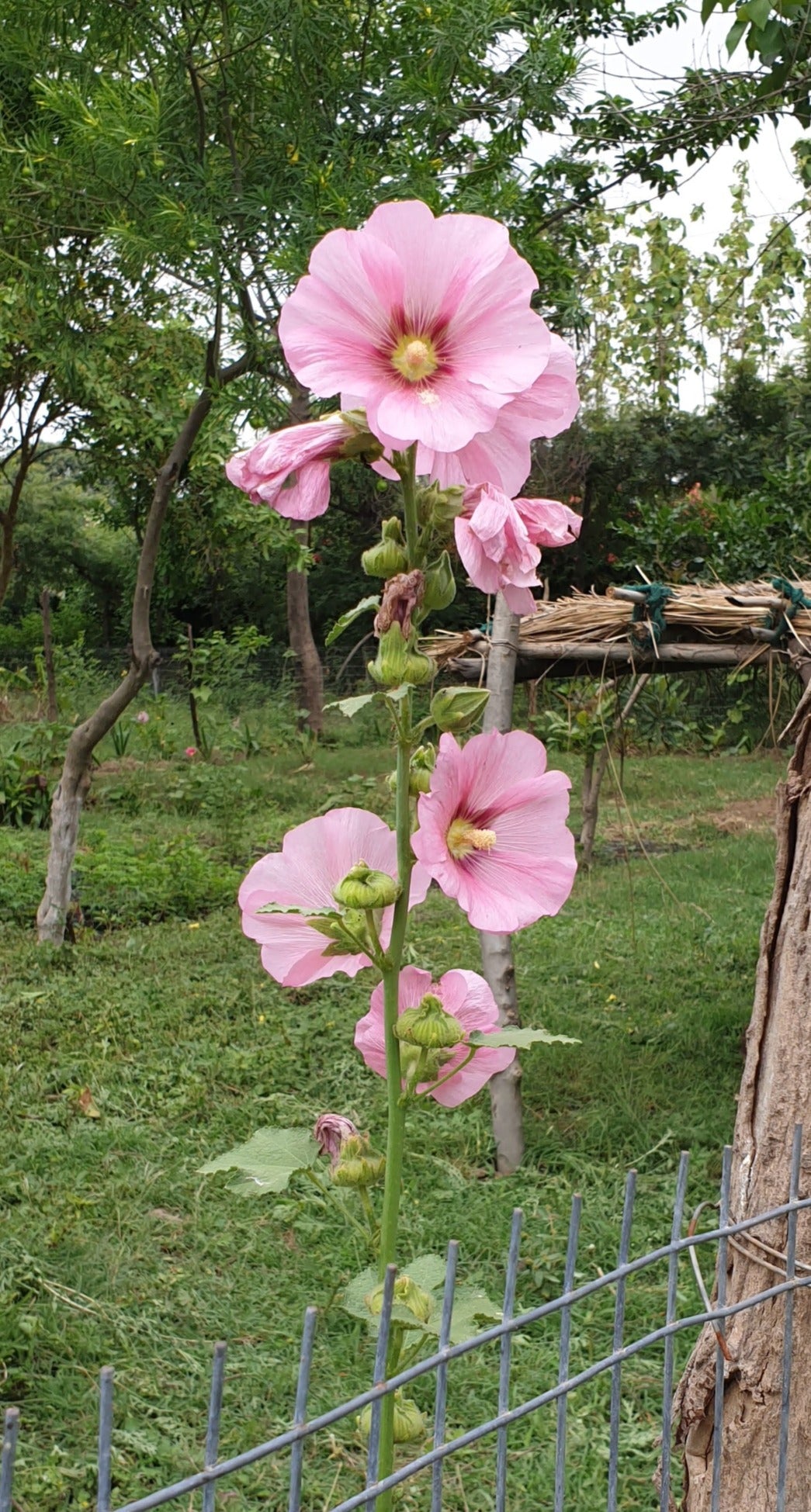 Hollyhock Seeds
