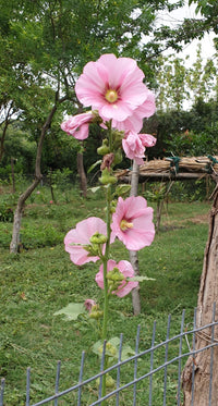 Hollyhock Seeds
