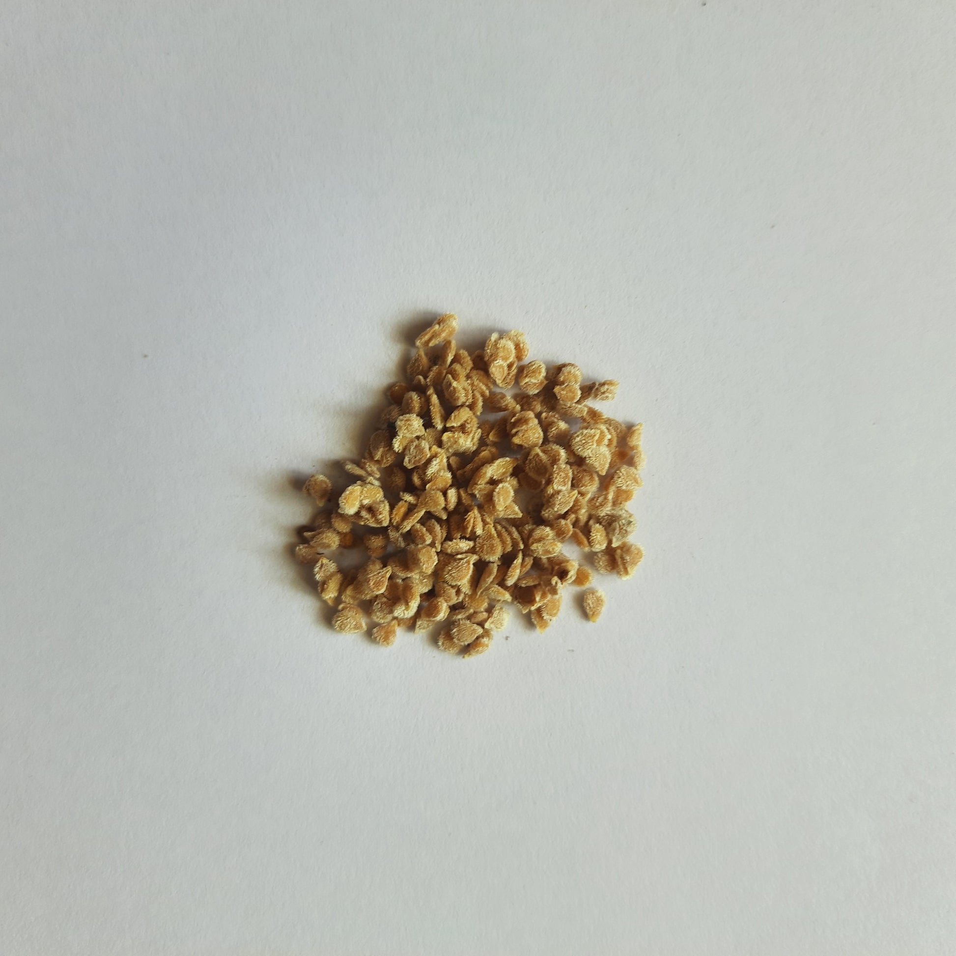 Tomato Seeds