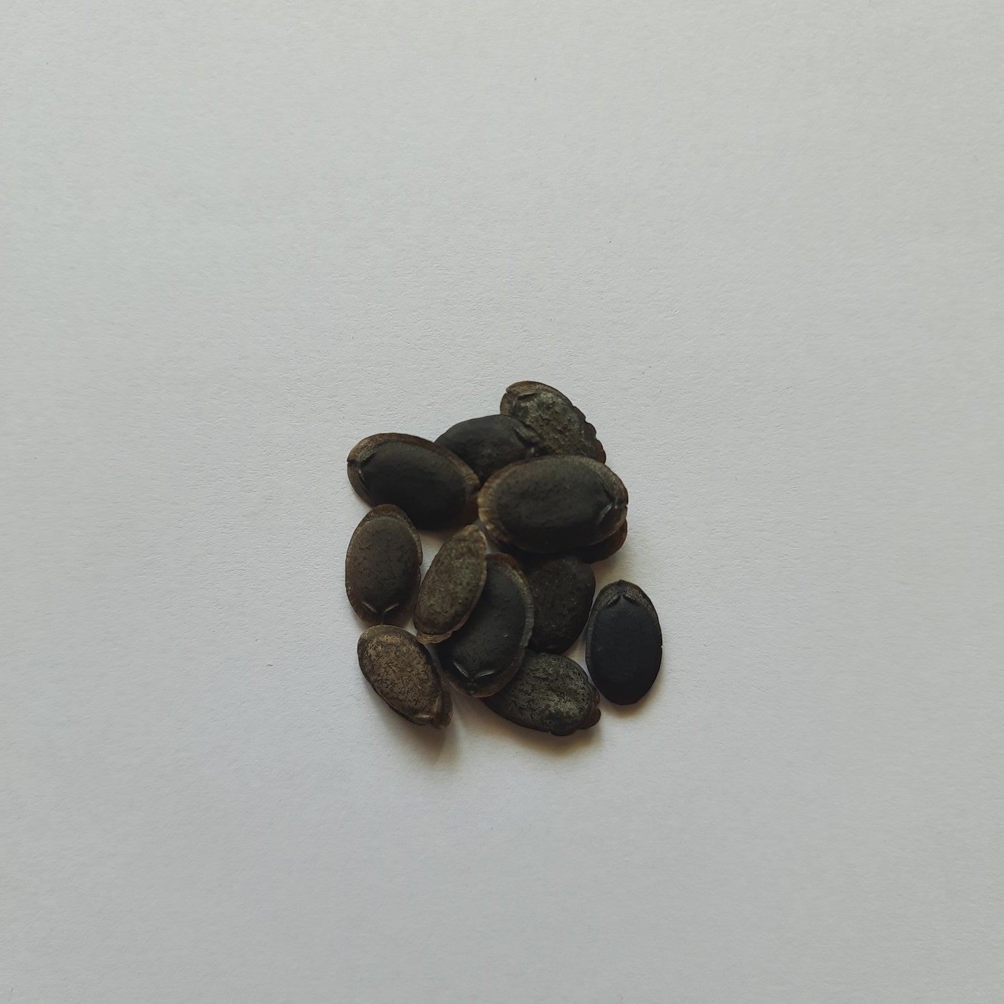 Sponge gourd (Tori) seeds