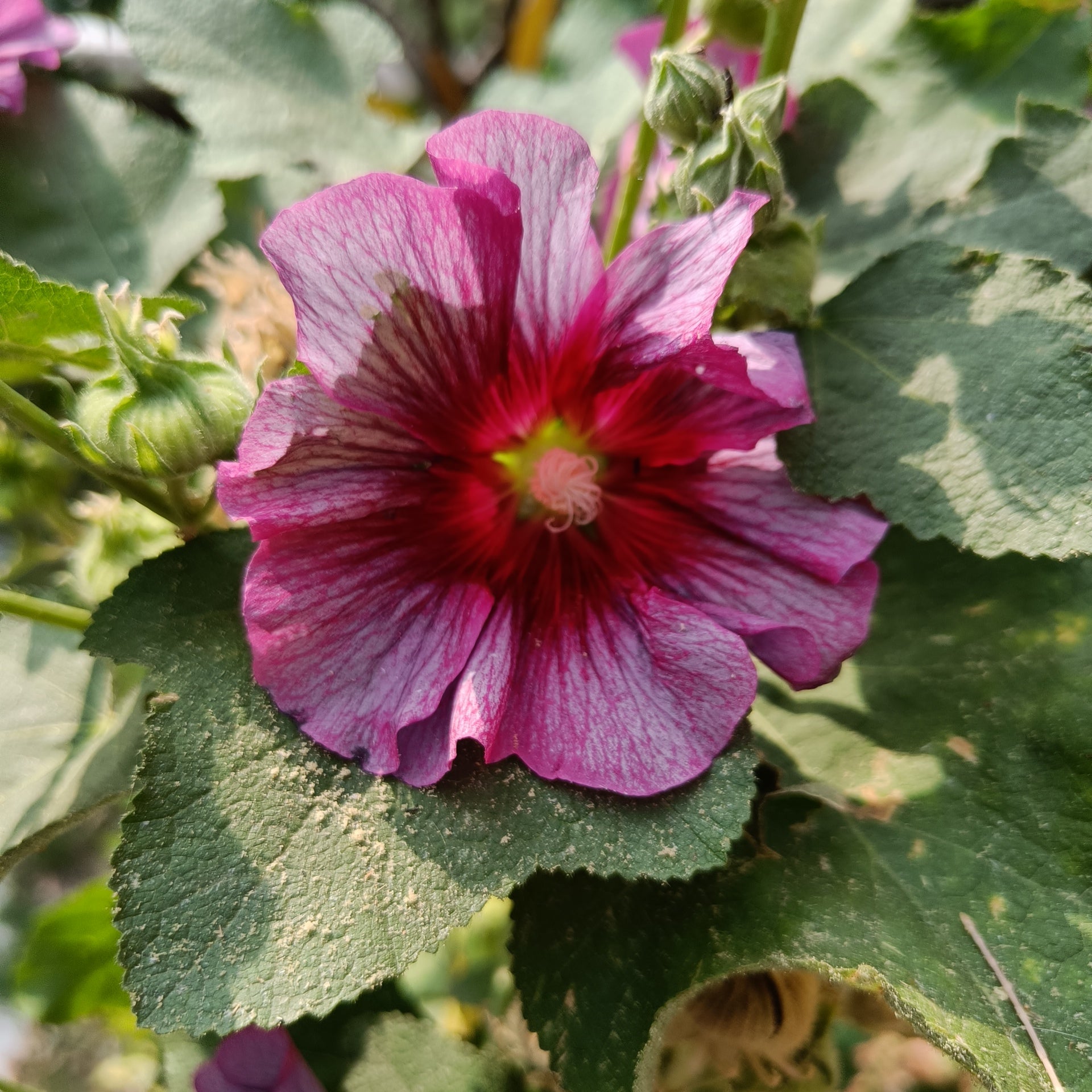 Hollyhock Seeds