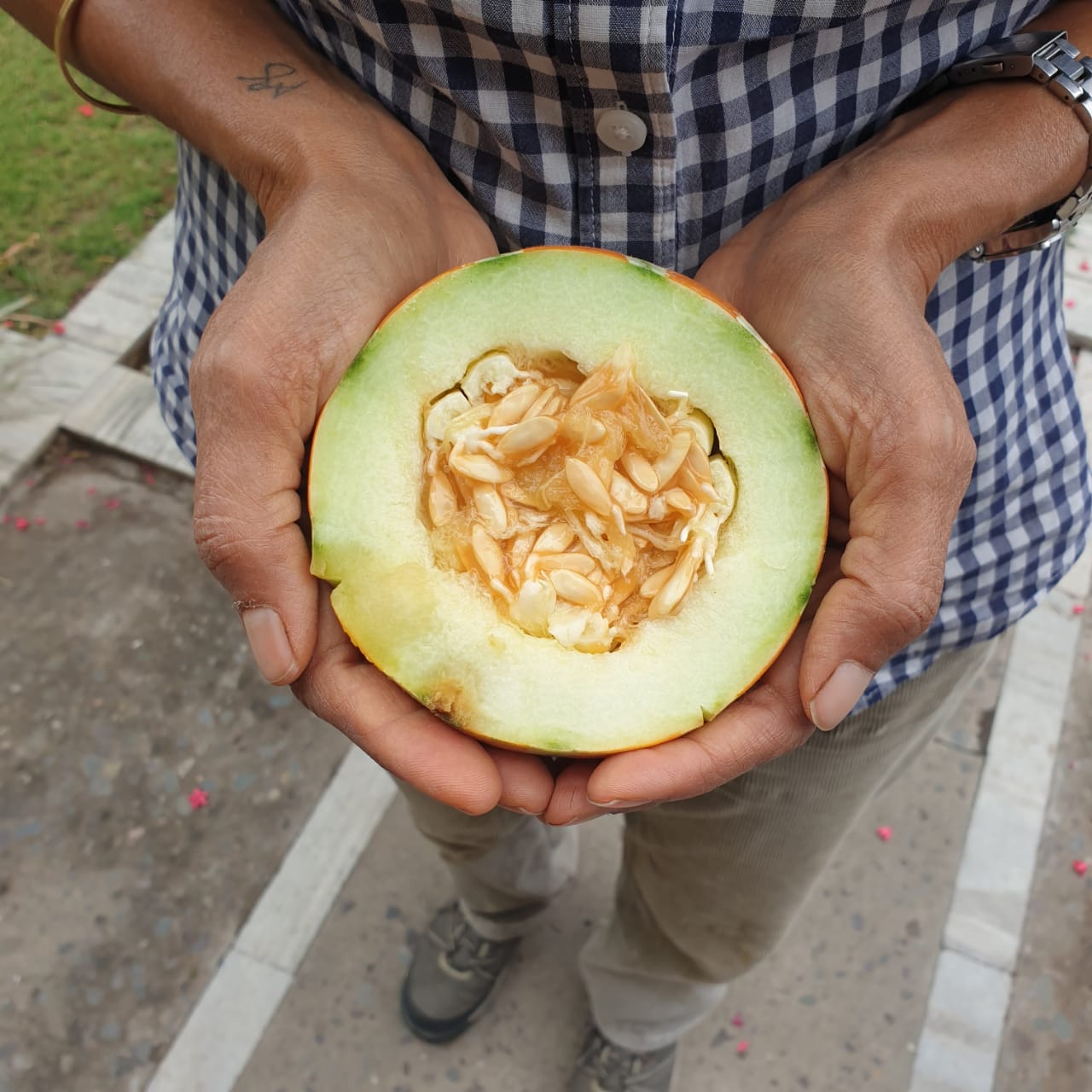 Muskmelon Seeds