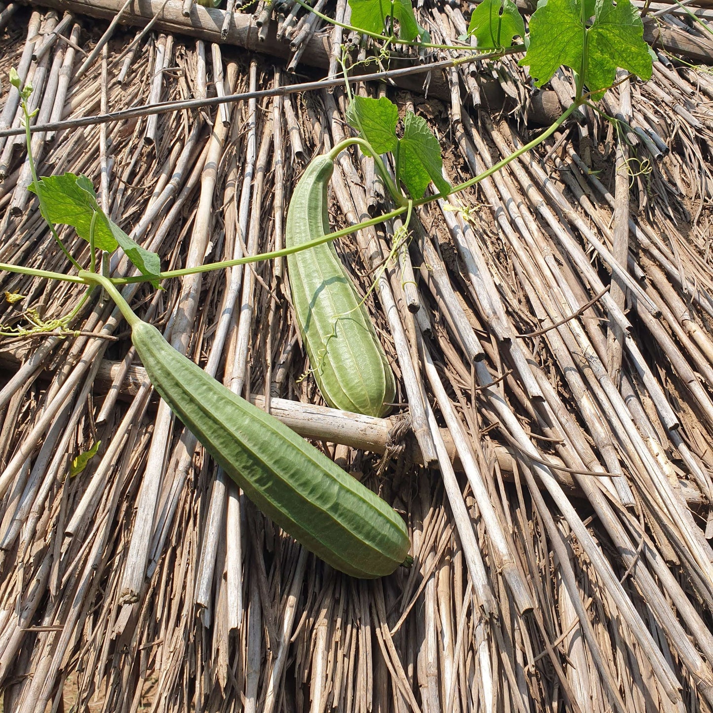 Ridge Gourd (Turai) seeds