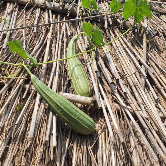 Ridge Gourd (Turai) seeds