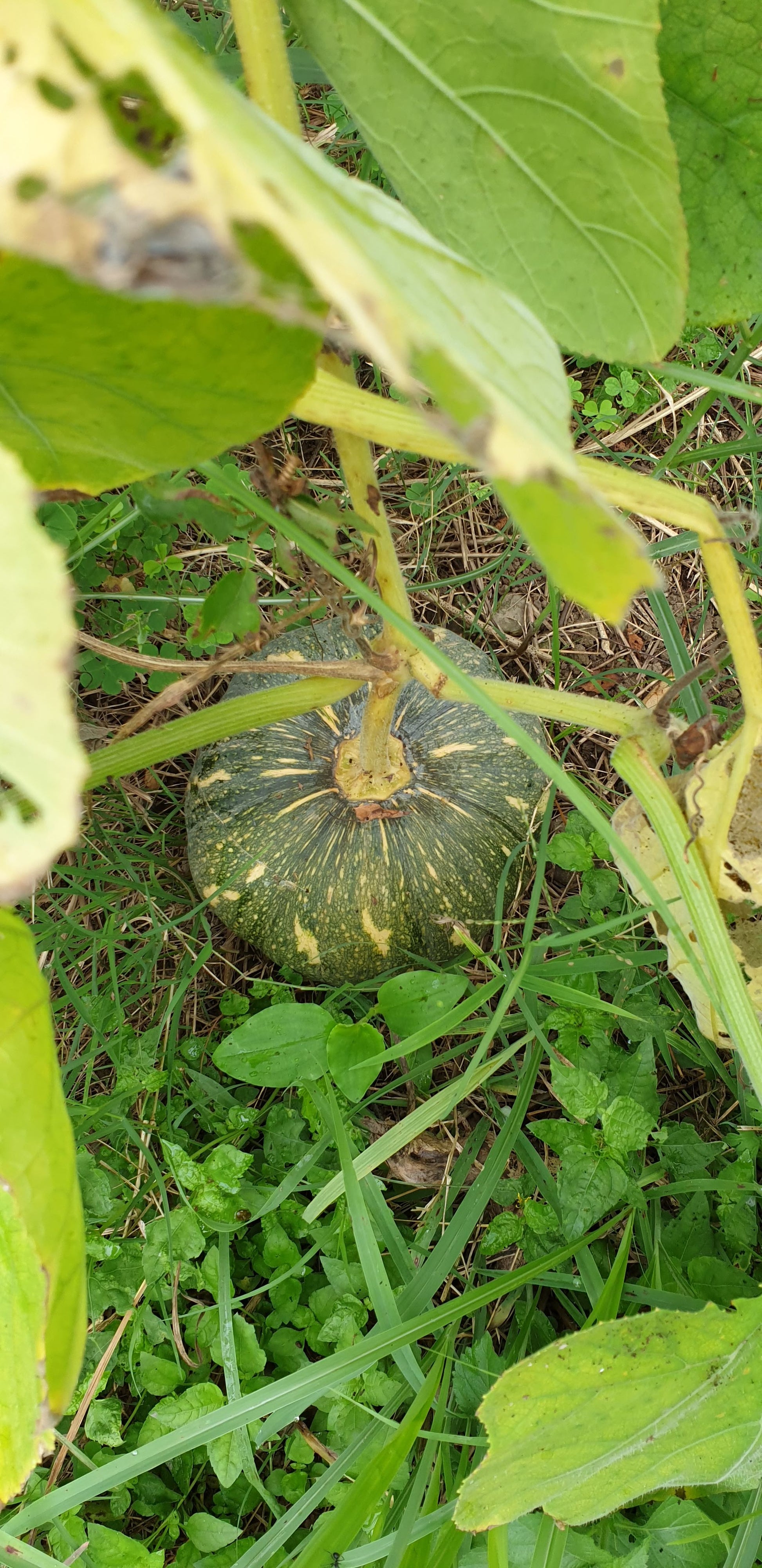Pumpkin Seeds
