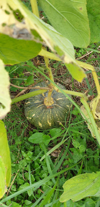 Pumpkin Seeds