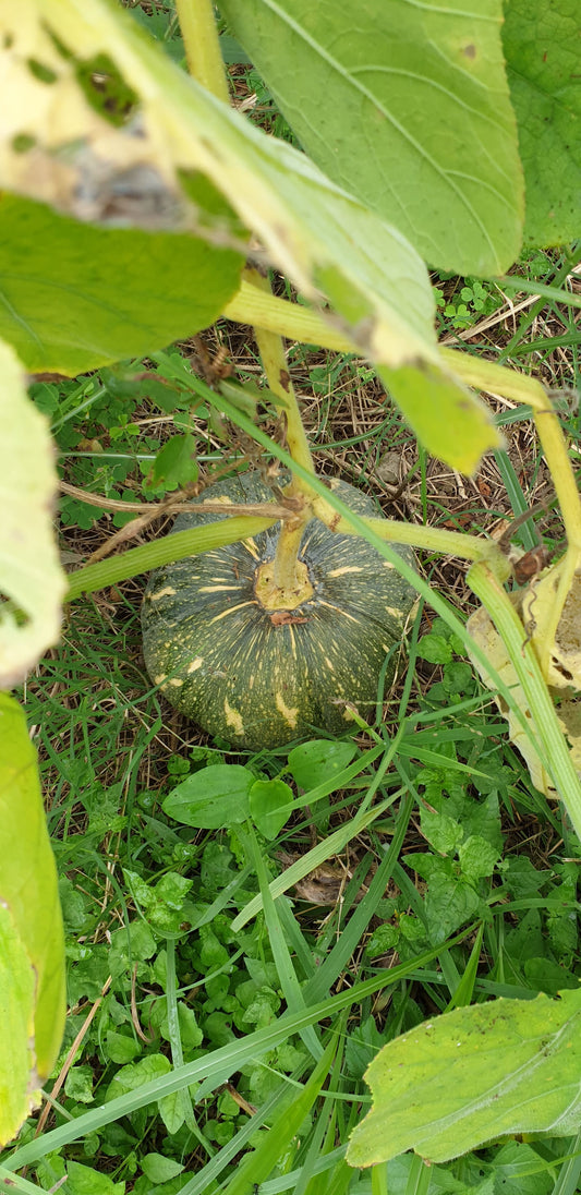 Pumpkin Seeds