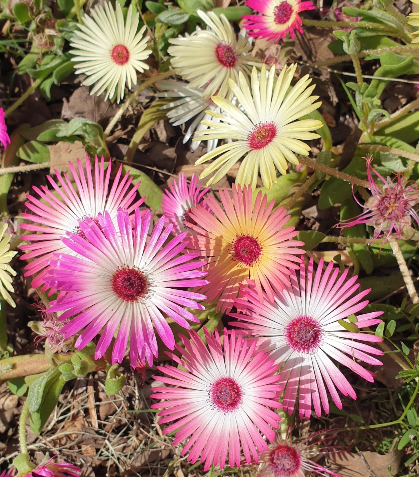 Ice Plant (Burf) Seeds