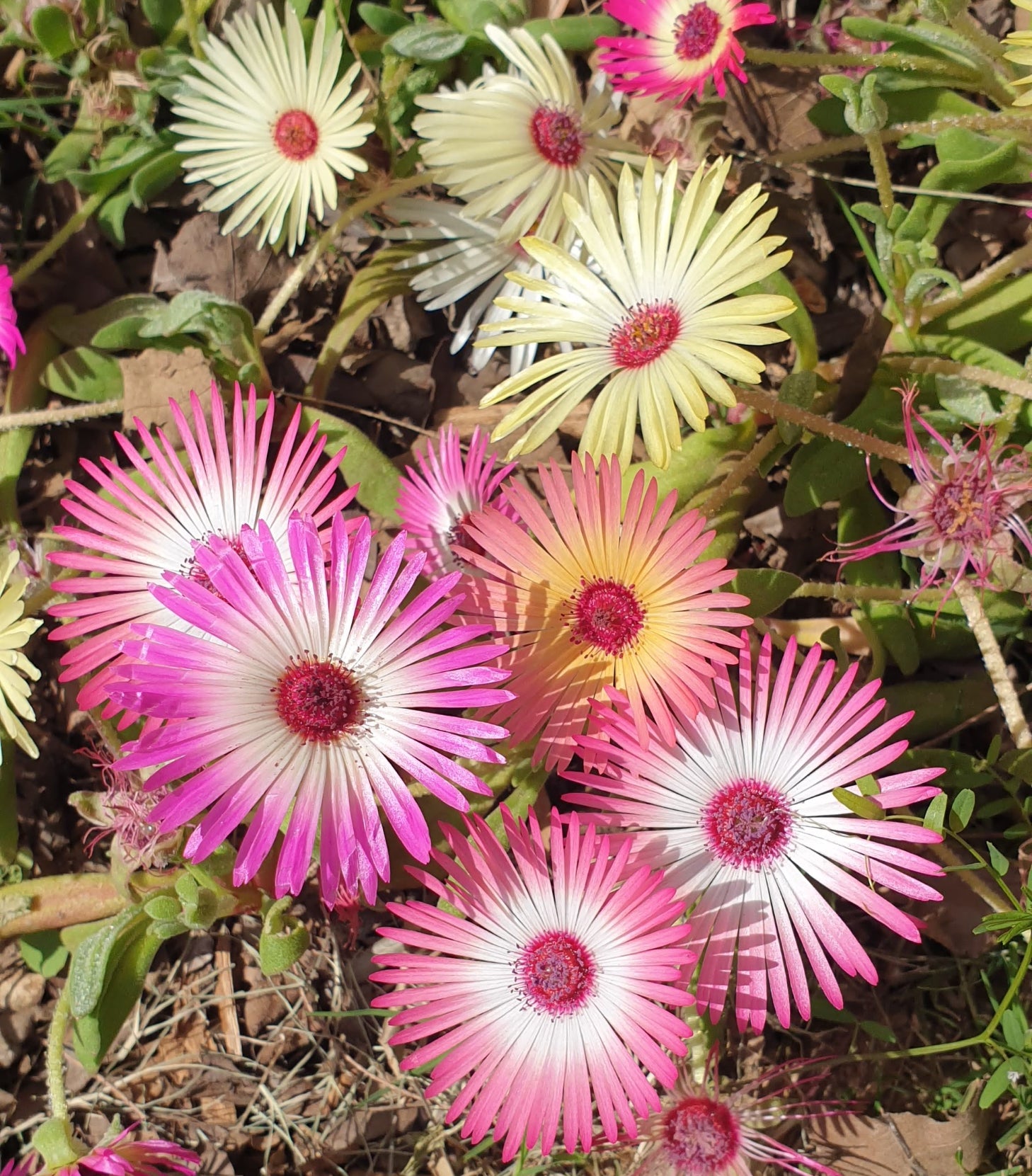 Ice Plant (Burf) Seeds