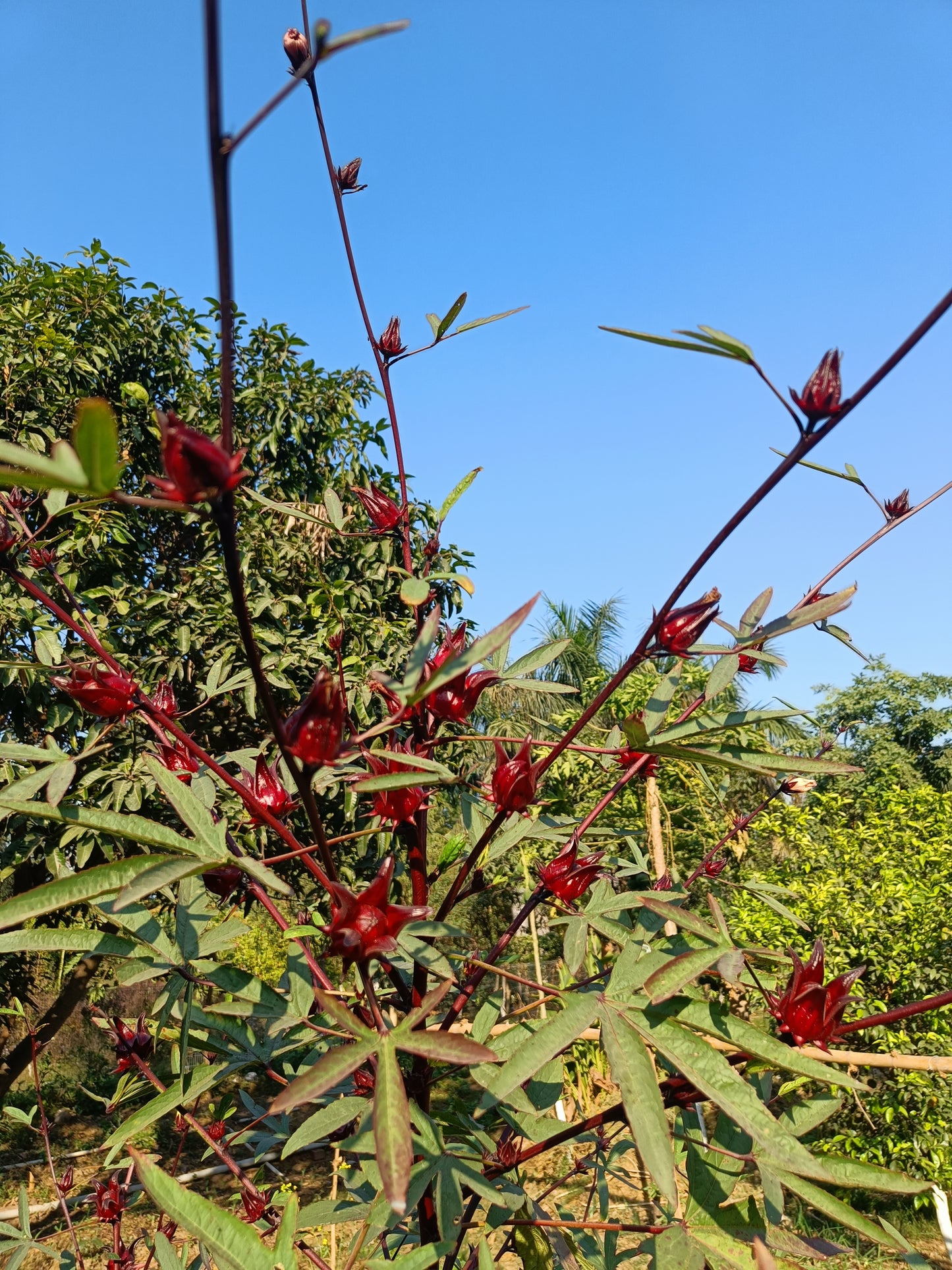 Rosella Seeds