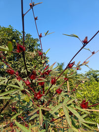 Rosella Seeds