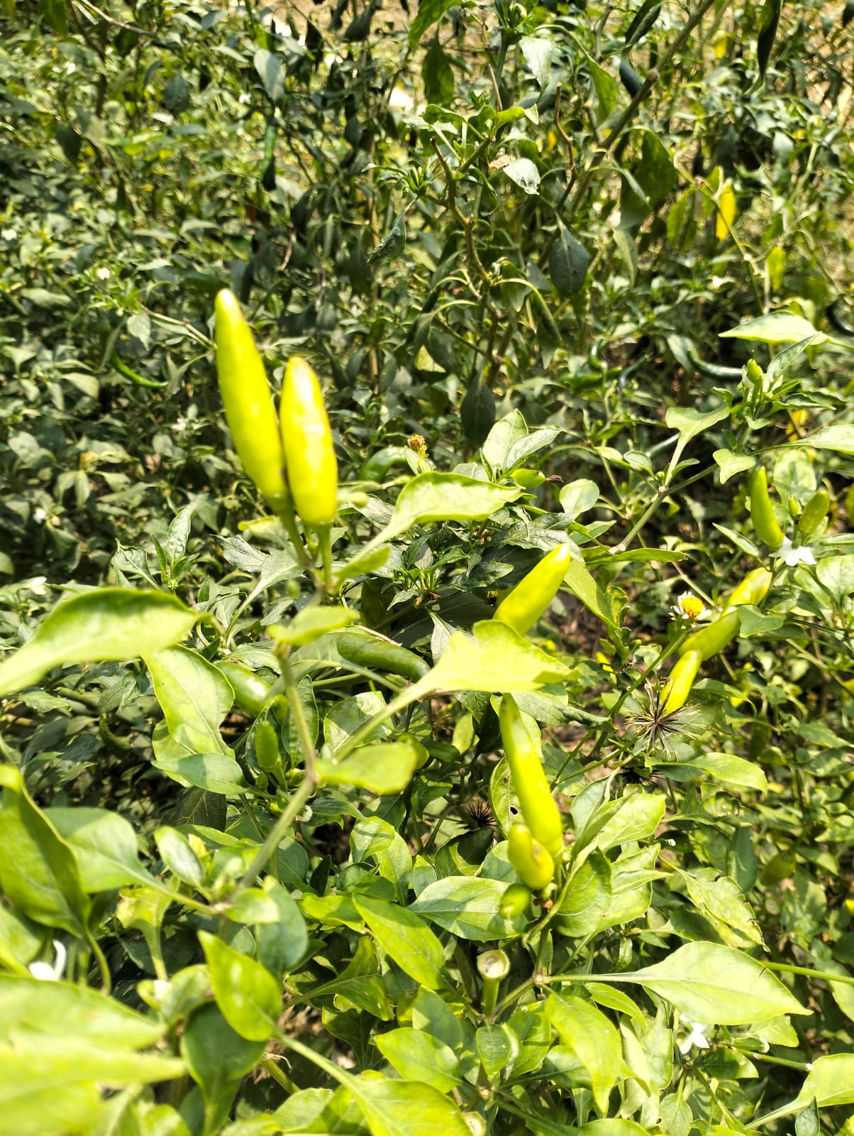 Chilli Seeds