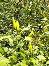 Chilli Seeds