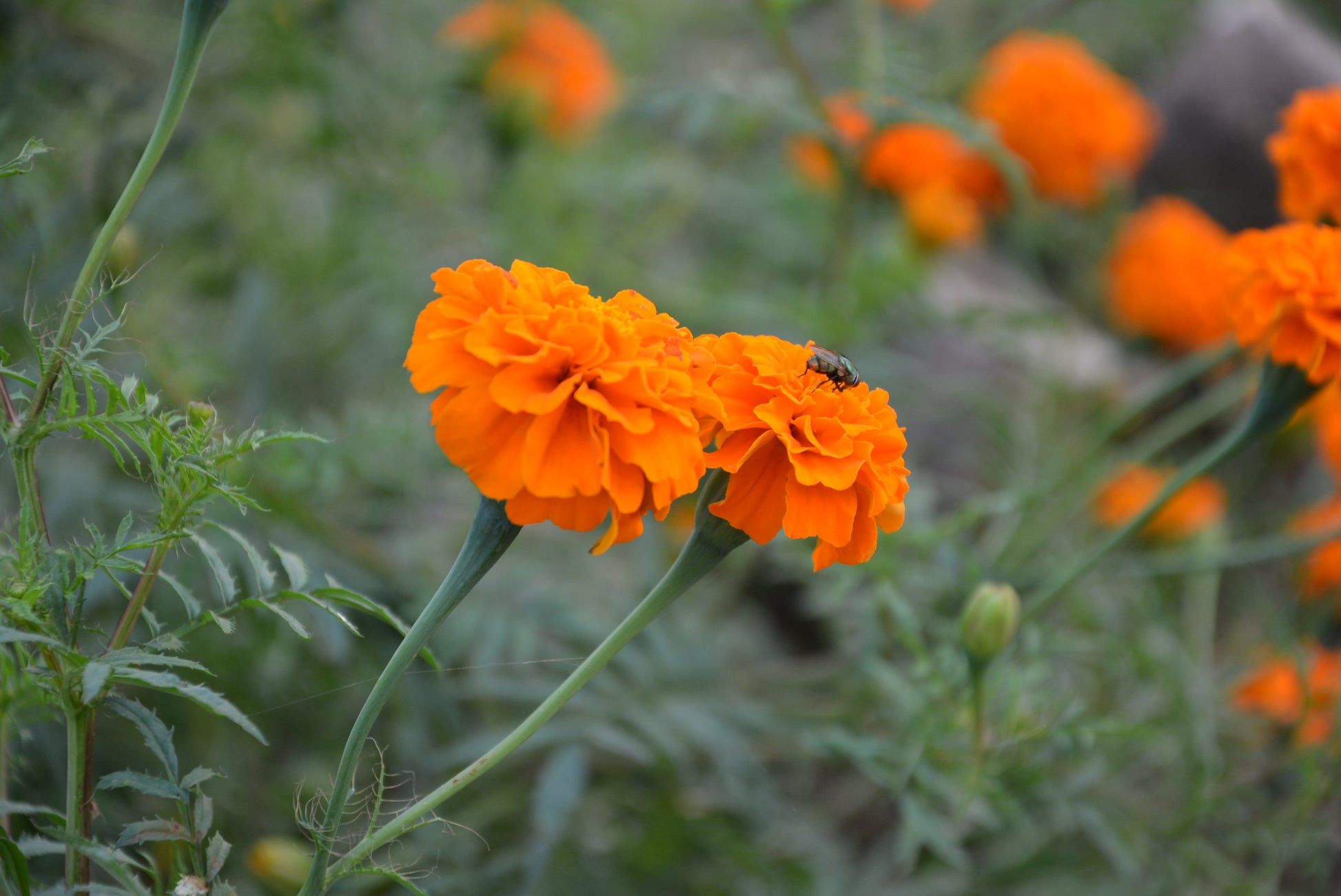 Marigold seeds