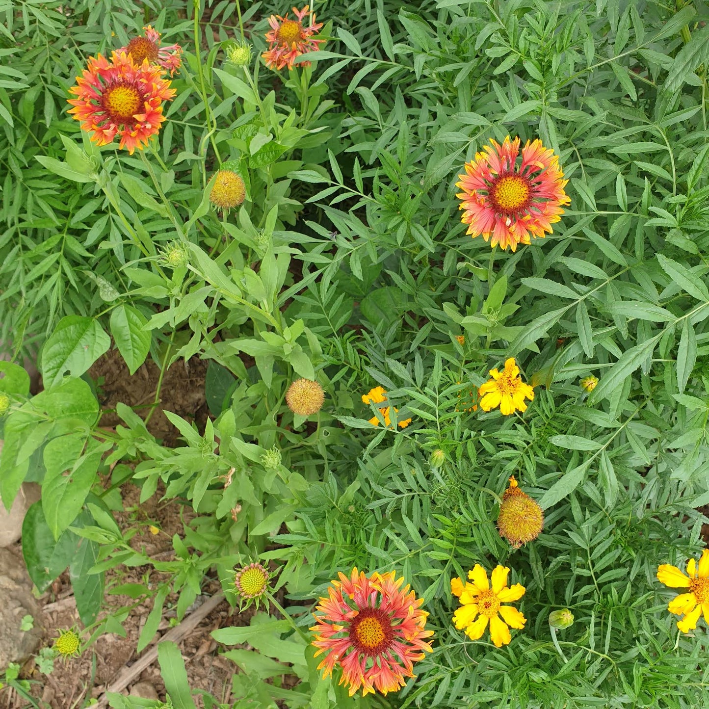 Firewheel (Gaillardia) seeds