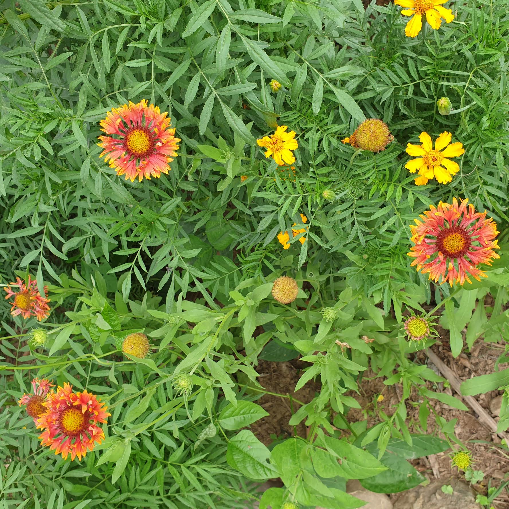 Firewheel (Gaillardia) seeds