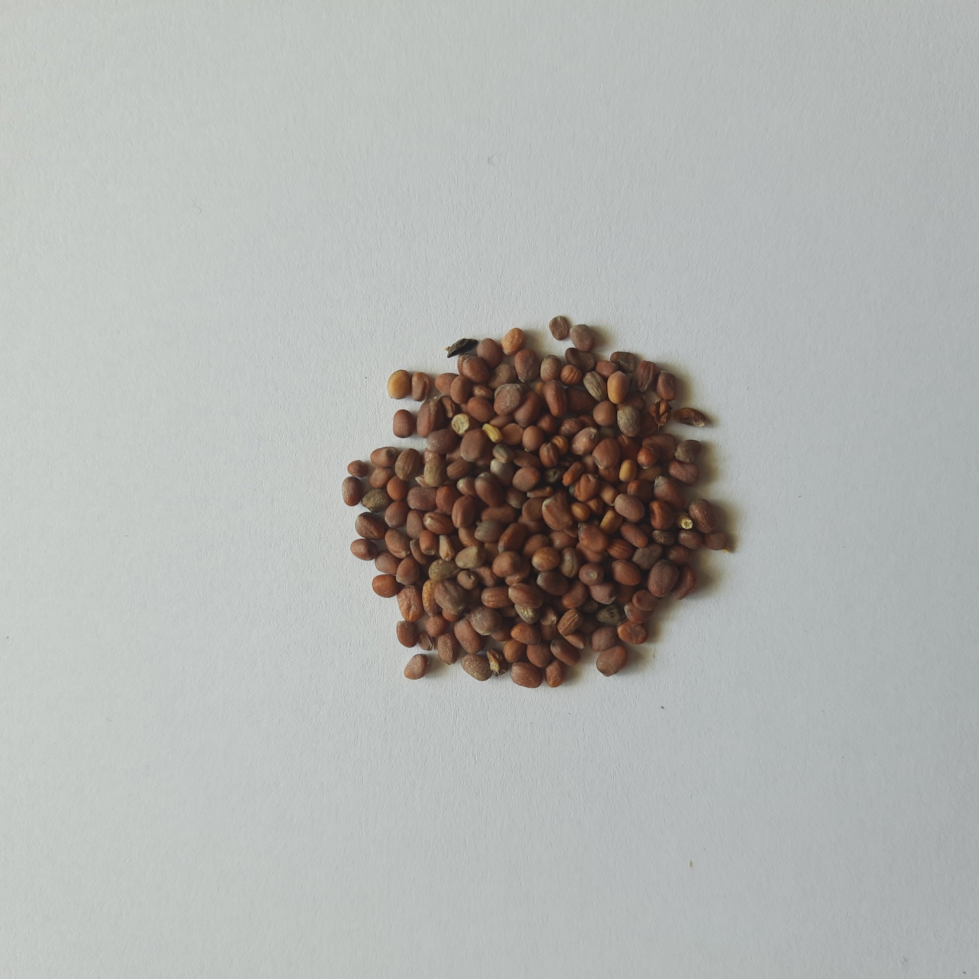 Radish Seeds