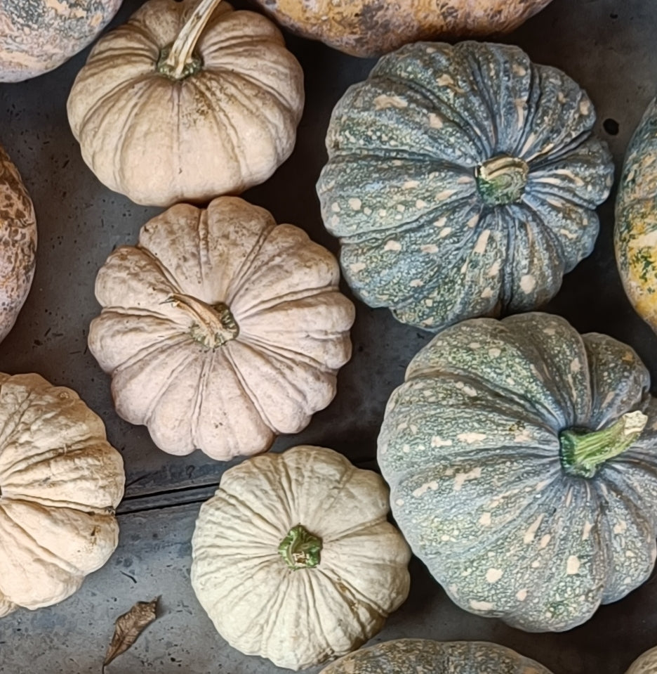 Pumpkin Seeds