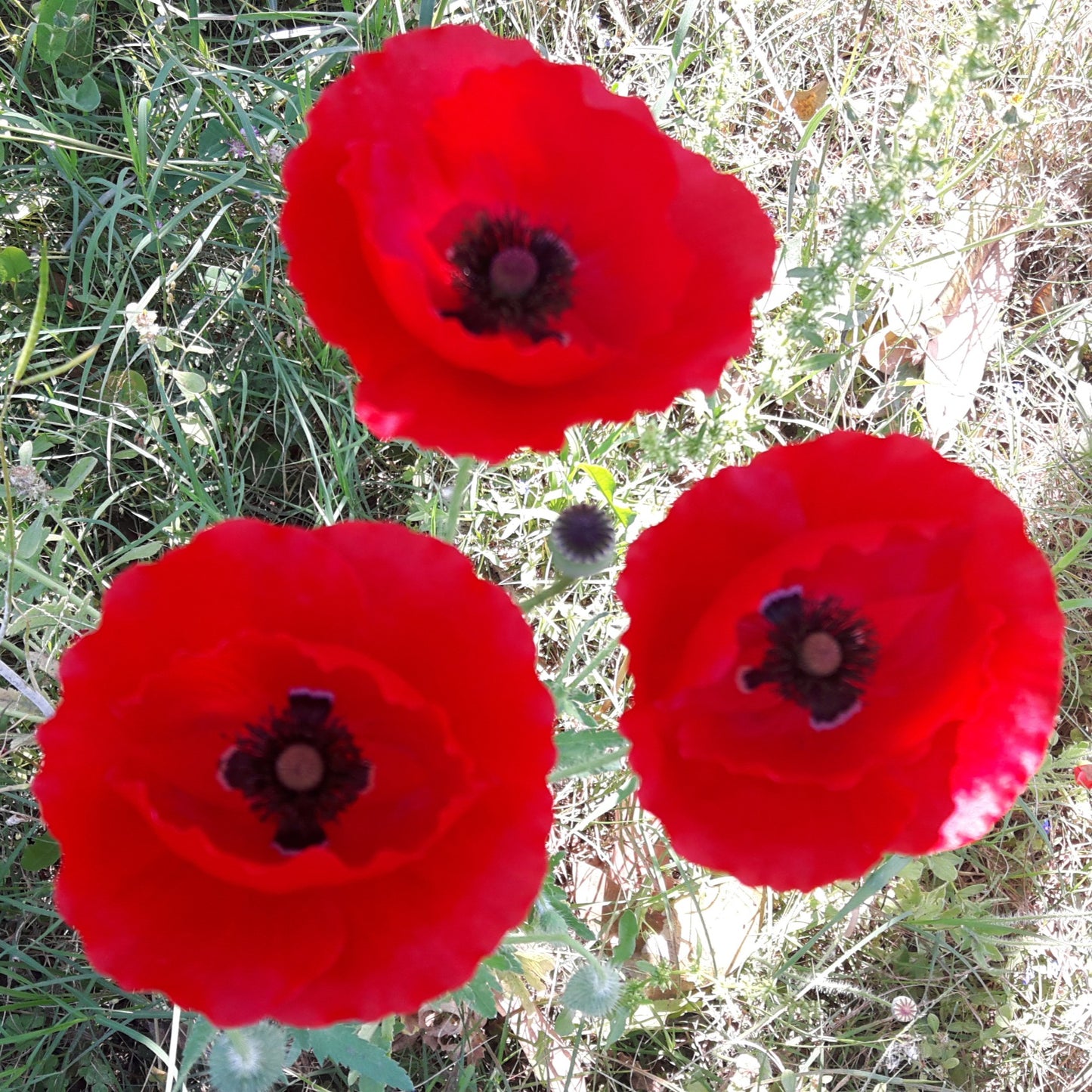Red Poppy Flower Seeds