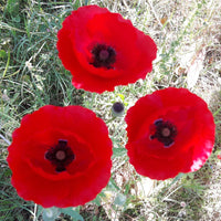 Red Poppy Flower Seeds