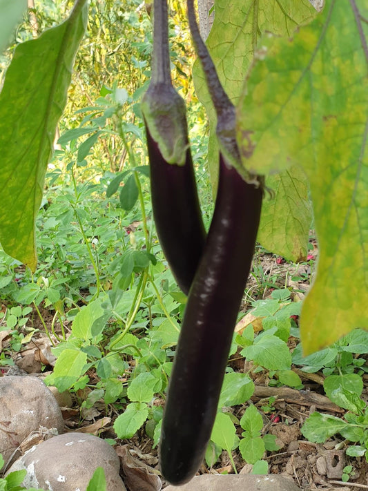 Brinjal seeds