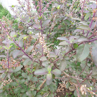 Holy Basil Seeds
