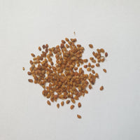 Candytuft Seeds