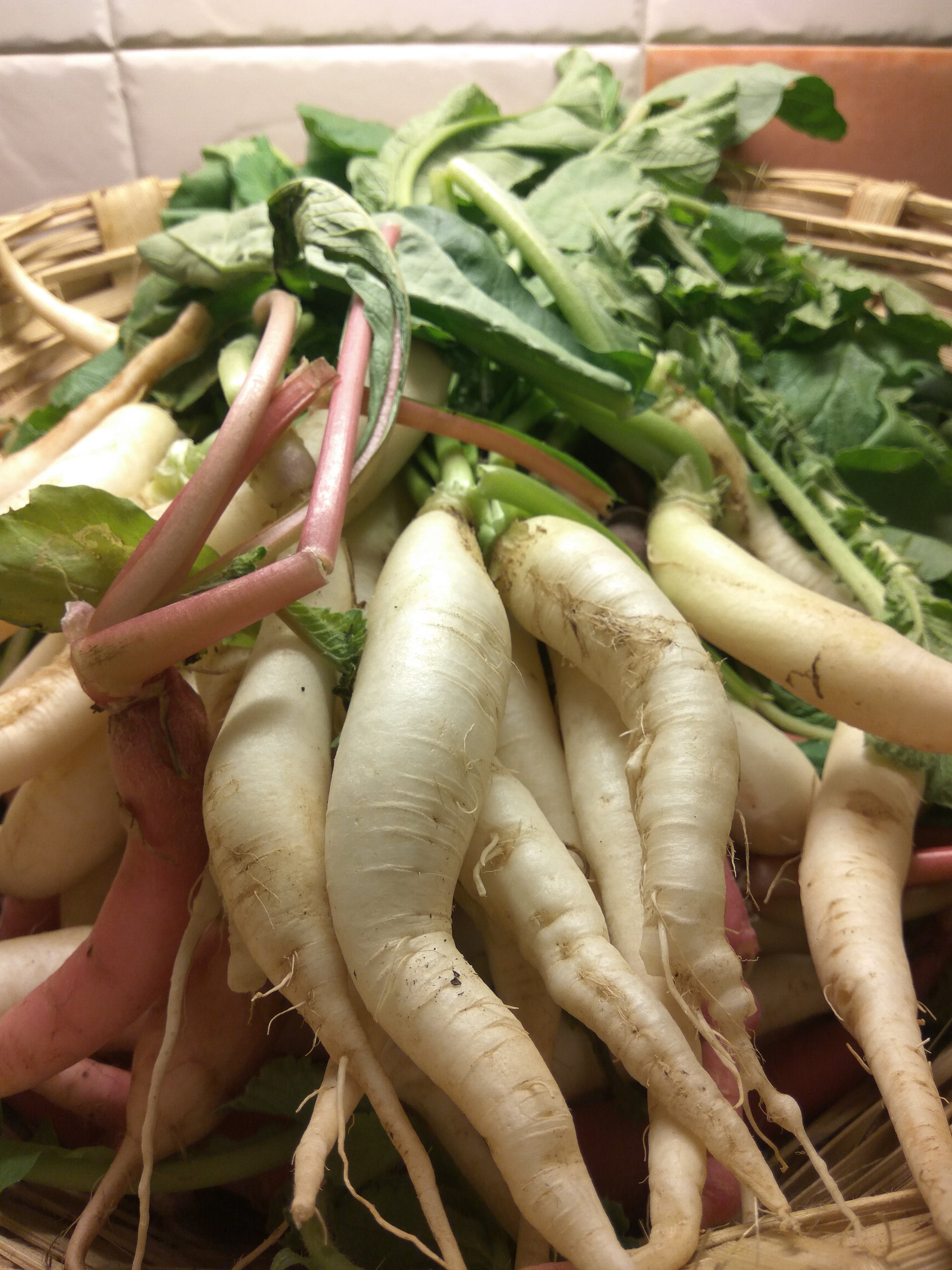 Radish Seeds