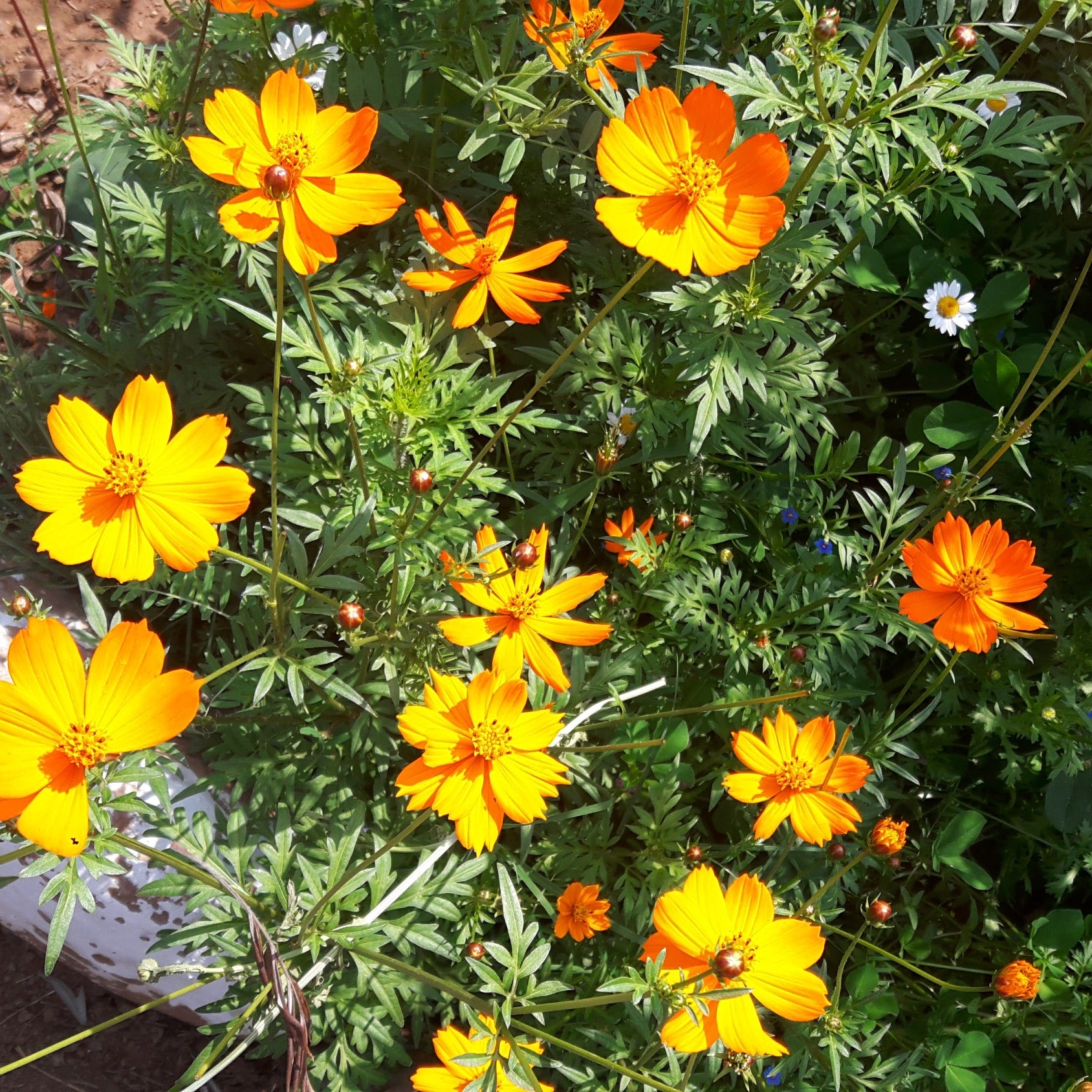 Cosmos Seeds