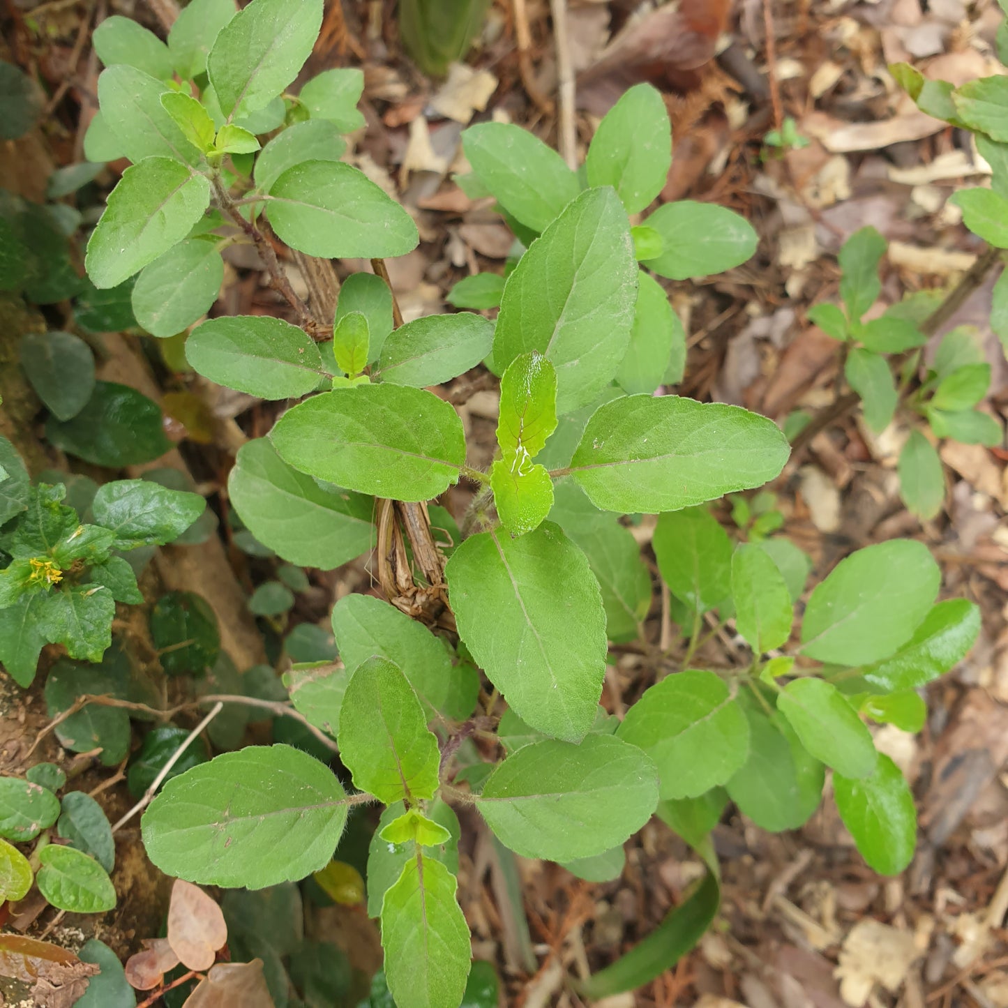 Holy Basil Seeds