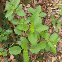 Holy Basil Seeds