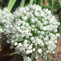 Onion Seeds