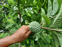 Custard Apple seeds