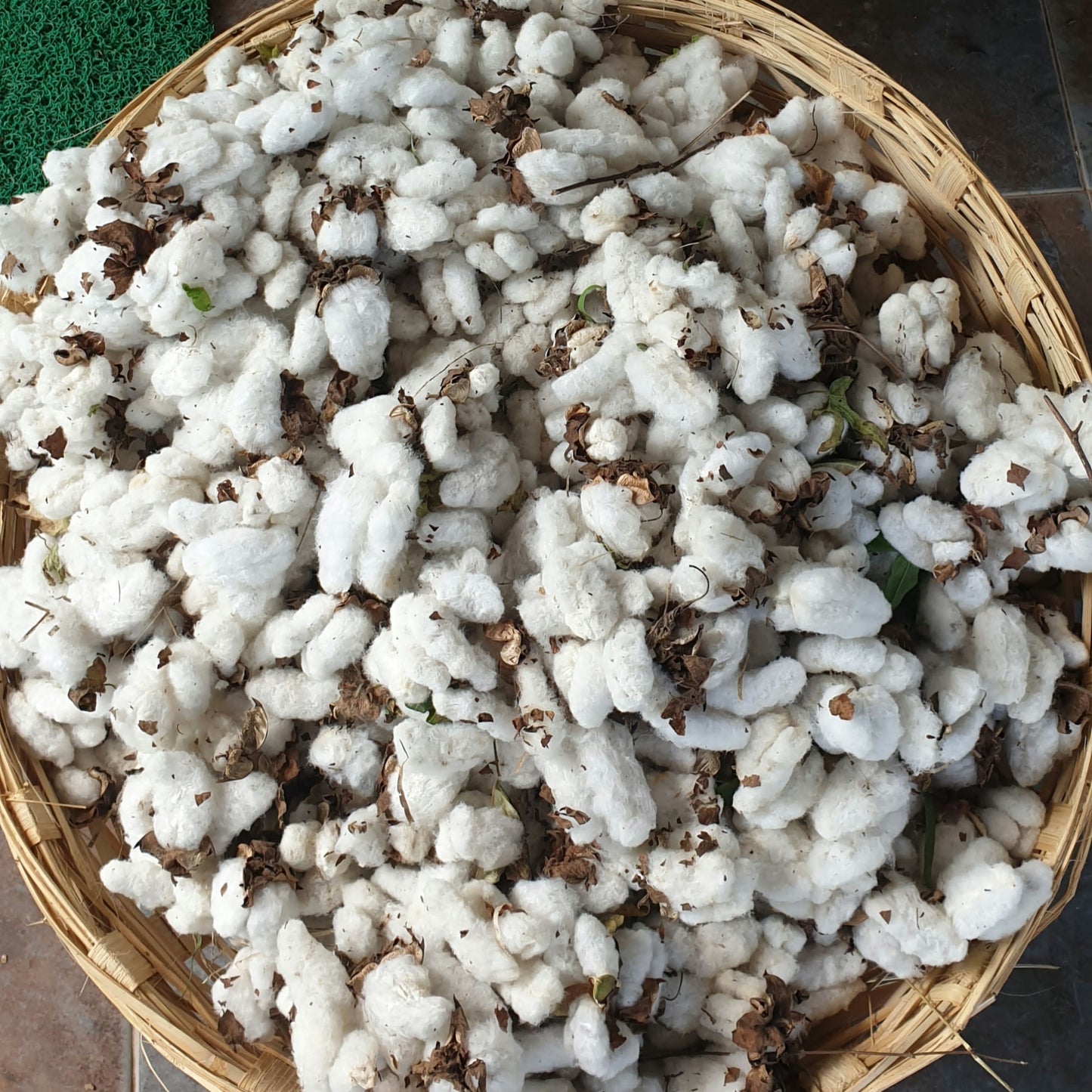 Cotton Seeds